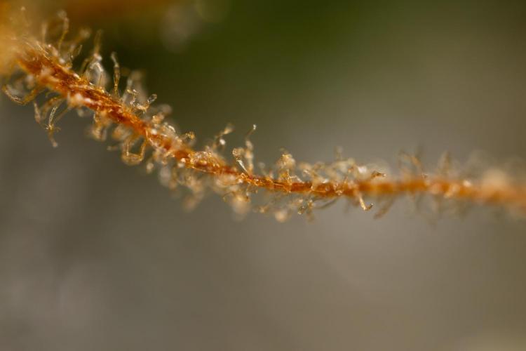 Mimosa 🌾 Auto - Zamnesia x B&B. Week 11 - Mimosa #1 - Micro Worlds