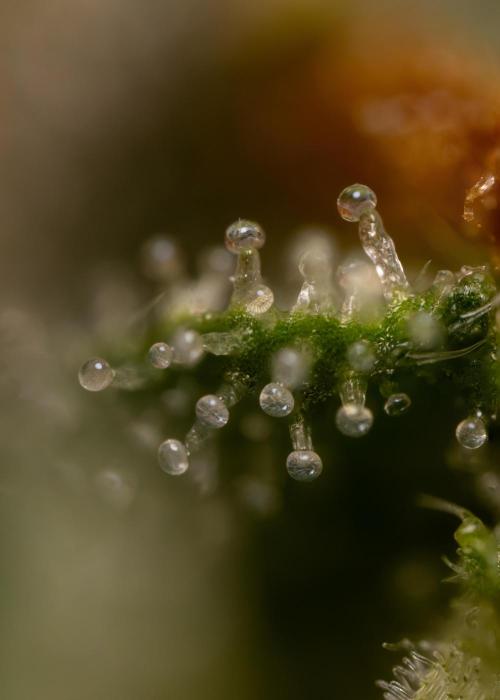 Mimosa 🌾 Auto - Zamnesia x B&B. Week 11 - Mimosa #1 - Micro Worlds