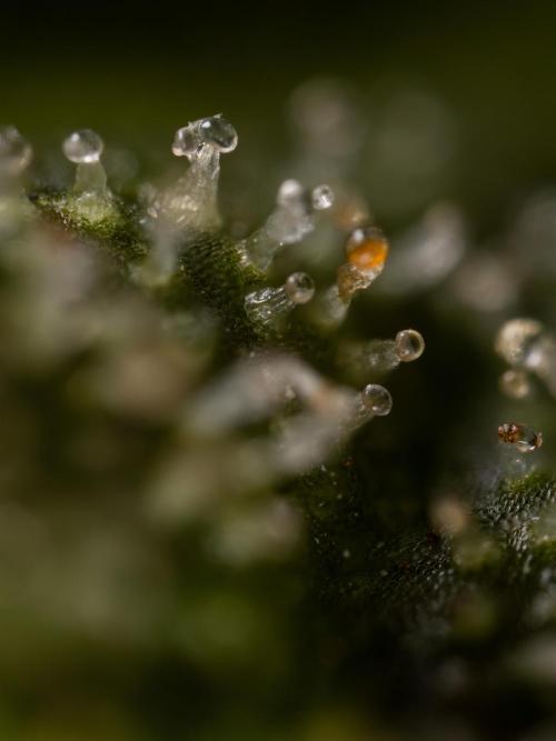 Mimosa 🌾 Auto - Zamnesia x B&B. Week 11 - Mimosa #1 - Micro Worlds