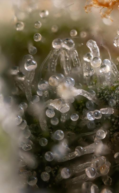 Mimosa 🌾 Auto - Zamnesia x B&B. Week 11 - Mimosa #1 - Micro Worlds