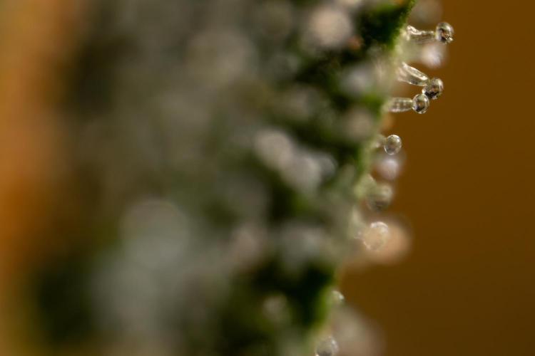 Mimosa 🌾 Auto - Zamnesia x B&B. Week 11 - Mimosa #1 - Micro Worlds