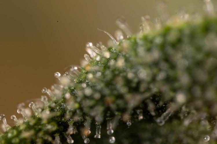 Mimosa 🌾 Auto - Zamnesia x B&B. Week 11 - Mimosa #1 - Micro Worlds