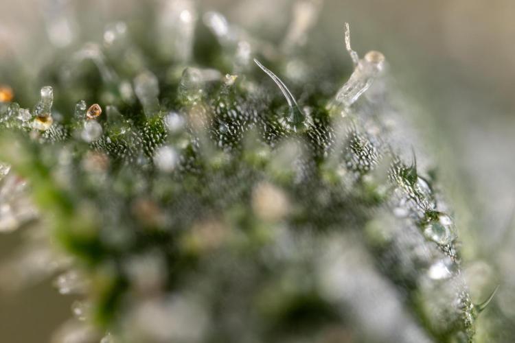 Mimosa 🌾 Auto - Zamnesia x B&B. Week 11 - Mimosa #1 - Micro Worlds
