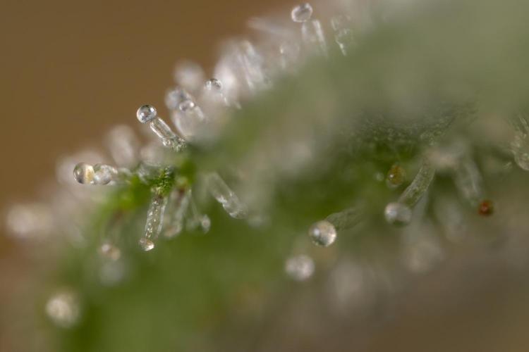 Mimosa 🌾 Auto - Zamnesia x B&B. Week 11 - Mimosa #1 - Micro Worlds