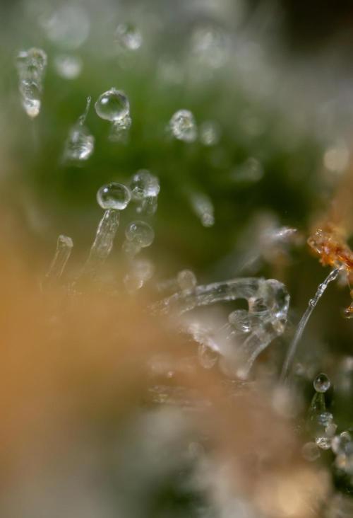 Mimosa 🌾 Auto - Zamnesia x B&B. Week 11 - Mimosa #1 - Micro Worlds
