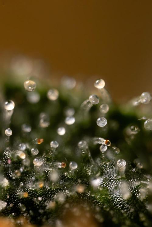 Mimosa 🌾 Auto - Zamnesia x B&B. Week 11 - Mimosa #1 - Micro Worlds