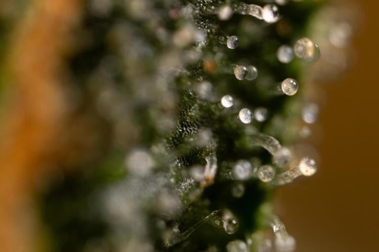 Mimosa 🌾 Auto - Zamnesia x B&B. Week 11 - Mimosa #1 - Micro Worlds
