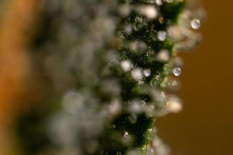 Mimosa 🌾 Auto - Zamnesia x B&B. Week 11 - Mimosa #1 - Micro Worlds