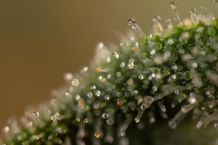 Mimosa 🌾 Auto - Zamnesia x B&B. Week 11 - Mimosa #1 - Micro Worlds