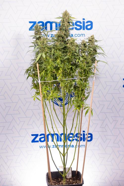 Mimosa 🌾 Auto - Zamnesia x B&B. Week 11 - Mimosa #1 - No Techniques - Harvest Day