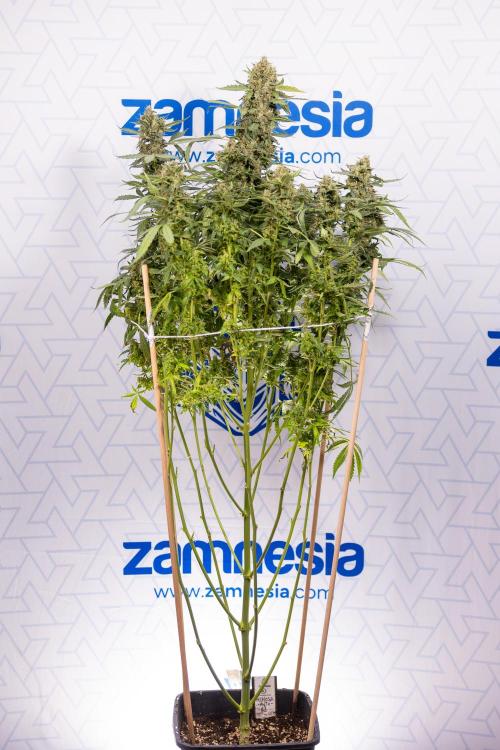 Mimosa 🌾 Auto - Zamnesia x B&B. Week 11 - Mimosa #1 - No Techniques - Harvest Day