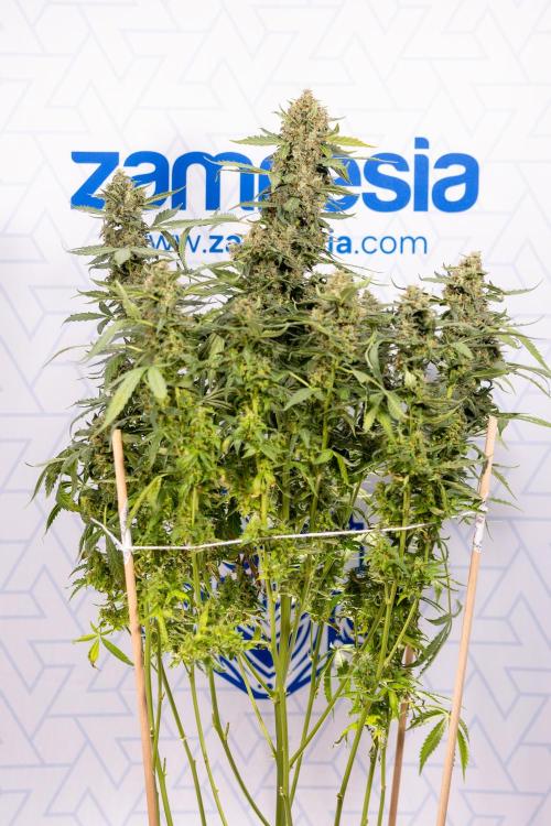 Mimosa 🌾 Auto - Zamnesia x B&B. Week 11 - Mimosa #1 - No Techniques - Harvest Day