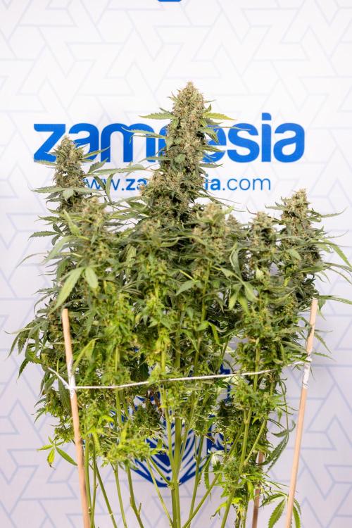 Mimosa 🌾 Auto - Zamnesia x B&B. Week 11 - Mimosa #1 - No Techniques - Harvest Day
