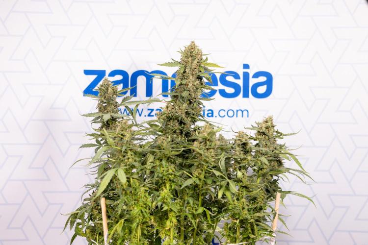 Mimosa 🌾 Auto - Zamnesia x B&B. Week 11 - Mimosa #1 - No Techniques - Harvest Day
