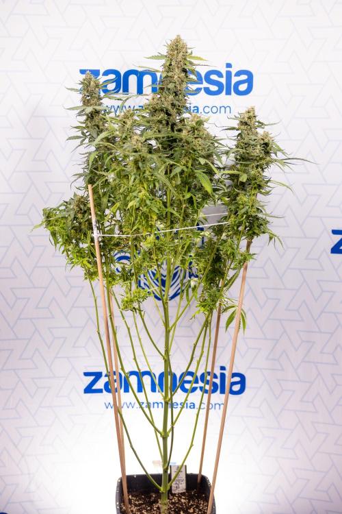 Mimosa 🌾 Auto - Zamnesia x B&B. Week 11 - Mimosa #1 - No Techniques - Harvest Day