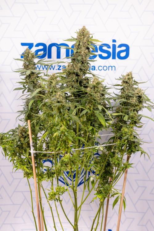 Mimosa 🌾 Auto - Zamnesia x B&B. Week 11 - Mimosa #1 - No Techniques - Harvest Day