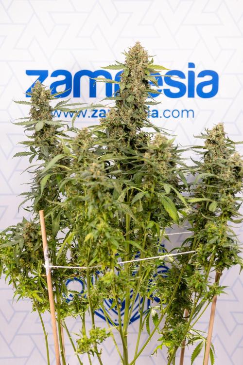 Mimosa 🌾 Auto - Zamnesia x B&B. Week 11 - Mimosa #1 - No Techniques - Harvest Day