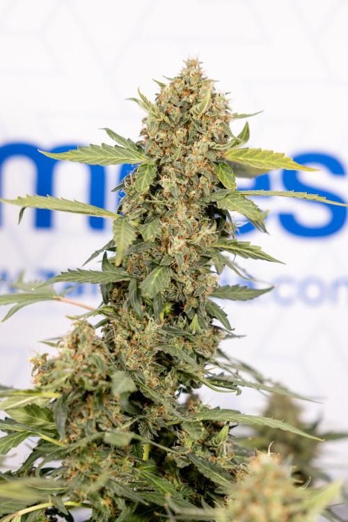 Mimosa 🌾 Auto - Zamnesia x B&B. Week 11 - Mimosa #1 - No Techniques - Harvest Day