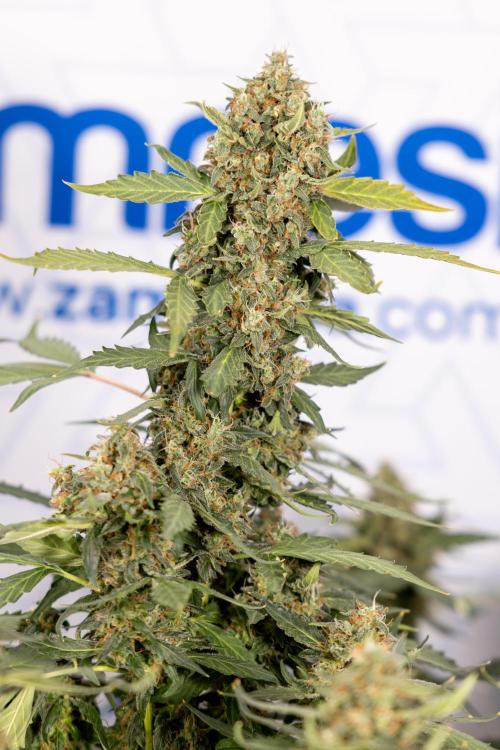 Mimosa 🌾 Auto - Zamnesia x B&B. Week 11 - Mimosa #1 - No Techniques - Harvest Day