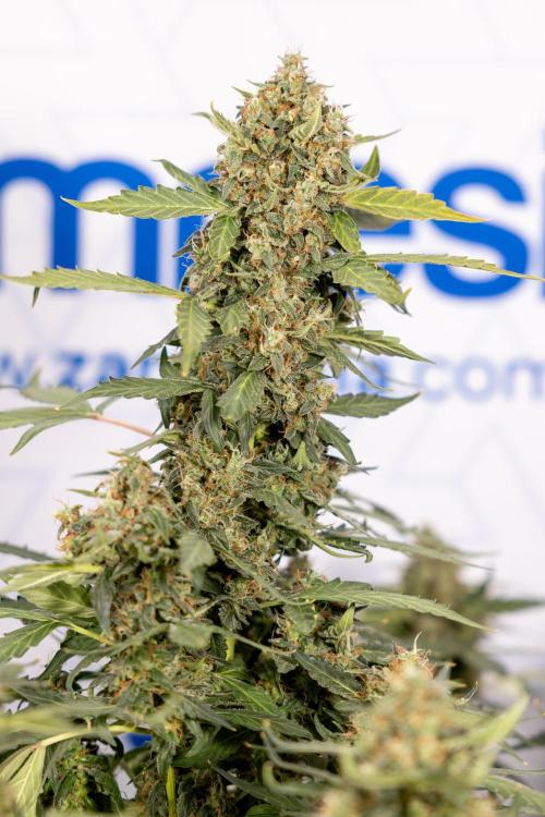Mimosa 🌾 Auto - Zamnesia x B&B. Week 11 - Mimosa #1 - No Techniques - Harvest Day