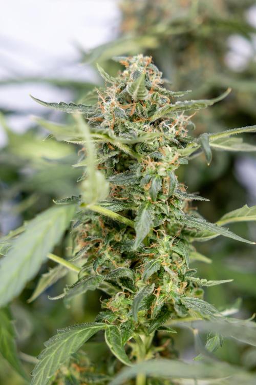 Mimosa 🌾 Auto - Zamnesia x B&B. Week 11 - Mimosa #1 - No Techniques - Harvest Day