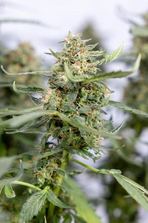 Mimosa 🌾 Auto - Zamnesia x B&B. Week 11 - Mimosa #1 - No Techniques - Harvest Day
