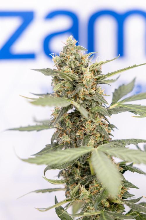Mimosa 🌾 Auto - Zamnesia x B&B. Week 11 - Mimosa #1 - No Techniques - Harvest Day