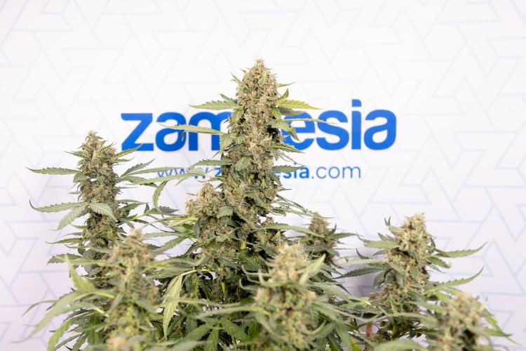 Mimosa 🌾 Auto - Zamnesia x B&B. Week 11 - Mimosa #1 - No Techniques - Harvest Day