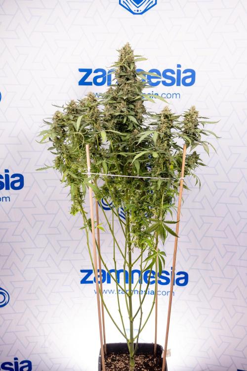 Mimosa 🌾 Auto - Zamnesia x B&B. Week 11 - Mimosa #1 - No Techniques - Harvest Day
