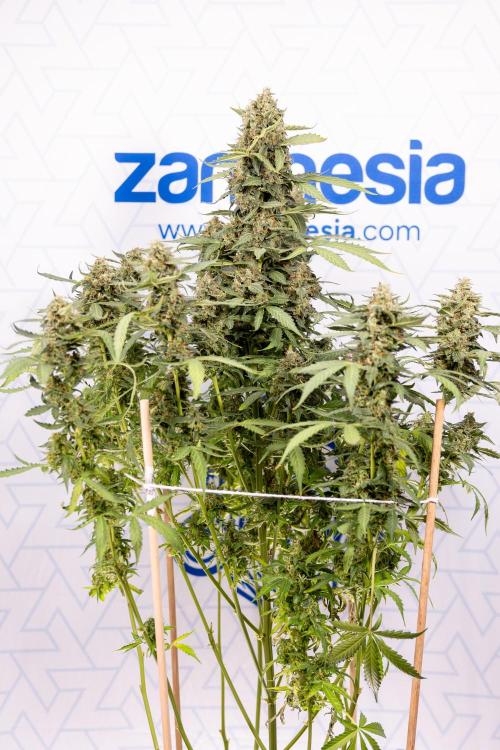 Mimosa 🌾 Auto - Zamnesia x B&B. Week 11 - Mimosa #1 - No Techniques - Harvest Day