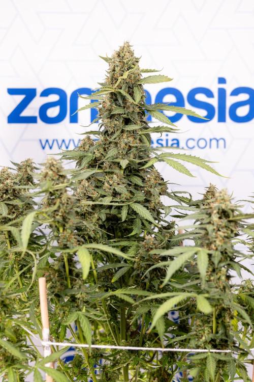 Mimosa 🌾 Auto - Zamnesia x B&B. Week 11 - Mimosa #1 - No Techniques - Harvest Day