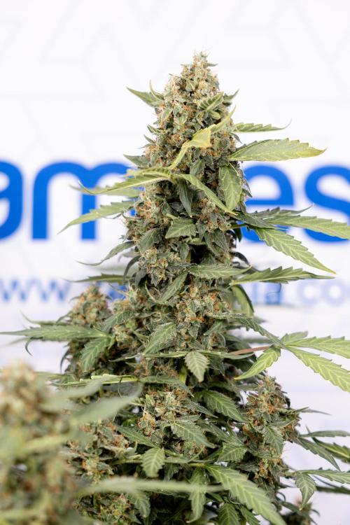 Mimosa 🌾 Auto - Zamnesia x B&B. Week 11 - Mimosa #1 - No Techniques - Harvest Day