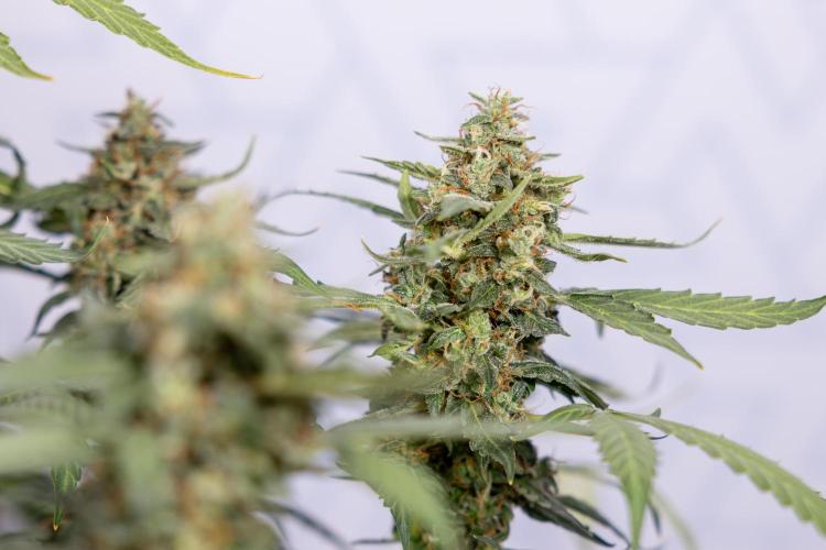 Mimosa 🌾 Auto - Zamnesia x B&B. Week 11 - Mimosa #1 - No Techniques - Harvest Day