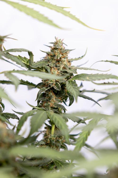 Mimosa 🌾 Auto - Zamnesia x B&B. Week 11 - Mimosa #1 - No Techniques - Harvest Day