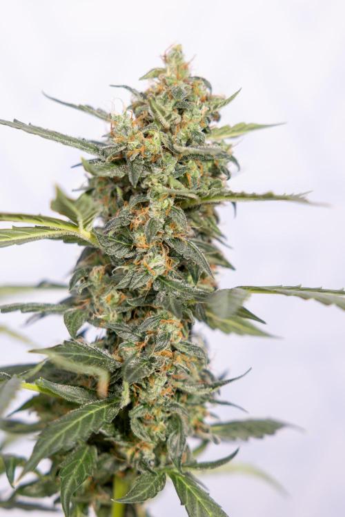 Mimosa 🌾 Auto - Zamnesia x B&B. Week 11 - Mimosa #1 - No Techniques - Harvest Day