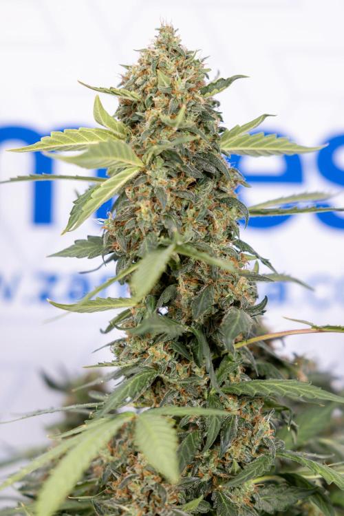 Mimosa 🌾 Auto - Zamnesia x B&B. Week 11 - Mimosa #1 - No Techniques - Harvest Day