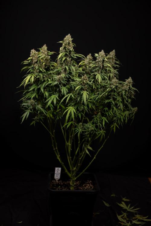Mimosa 🌾 Auto - Zamnesia x B&B. Week 12 - Mimosa #2 - Main Lining - Harvest Day
