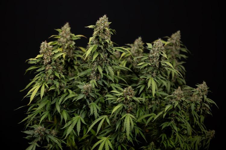 Mimosa 🌾 Auto - Zamnesia x B&B. Week 12 - Mimosa #2 - Main Lining - Harvest Day