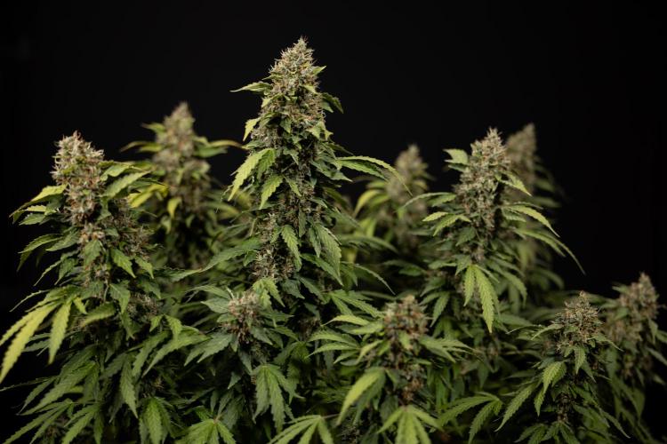 Mimosa 🌾 Auto - Zamnesia x B&B. Week 12 - Mimosa #2 - Main Lining - Harvest Day