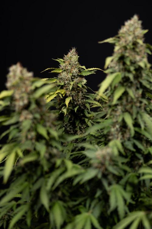 Mimosa 🌾 Auto - Zamnesia x B&B. Week 12 - Mimosa #2 - Main Lining - Harvest Day