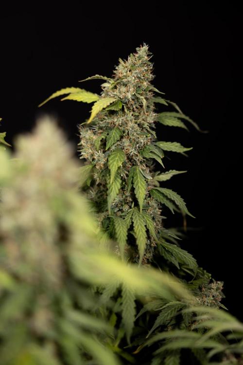 Mimosa 🌾 Auto - Zamnesia x B&B. Week 12 - Mimosa #2 - Main Lining - Harvest Day