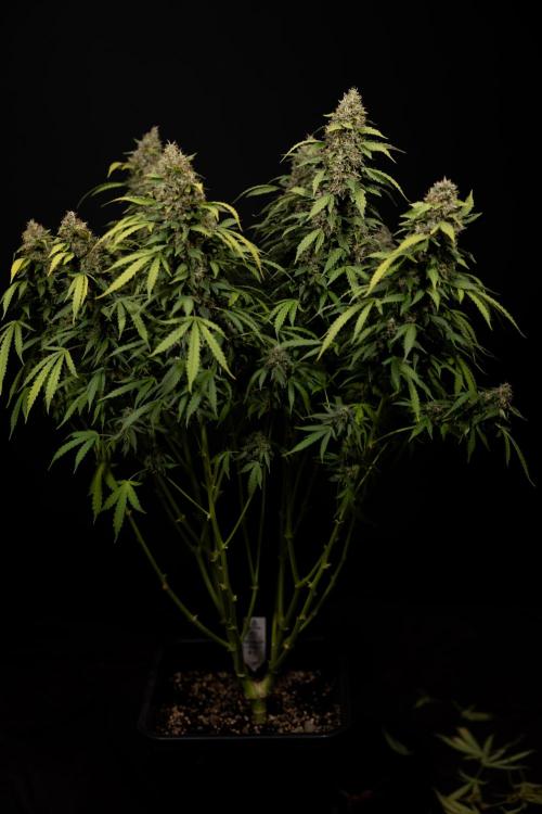 Mimosa 🌾 Auto - Zamnesia x B&B. Week 12 - Mimosa #2 - Main Lining - Harvest Day