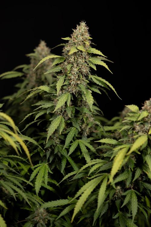 Mimosa 🌾 Auto - Zamnesia x B&B. Week 12 - Mimosa #2 - Main Lining - Harvest Day