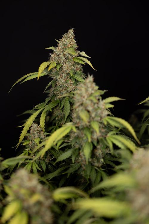 Mimosa 🌾 Auto - Zamnesia x B&B. Week 12 - Mimosa #2 - Main Lining - Harvest Day