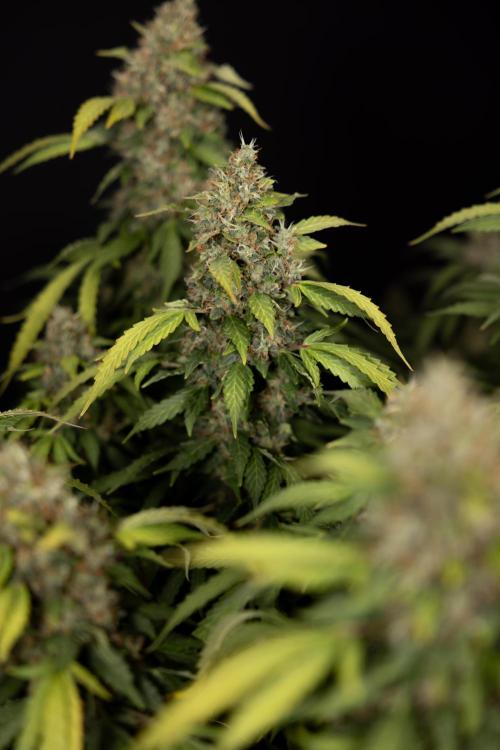 Mimosa 🌾 Auto - Zamnesia x B&B. Week 12 - Mimosa #2 - Main Lining - Harvest Day