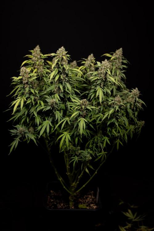 Mimosa 🌾 Auto - Zamnesia x B&B. Week 12 - Mimosa #2 - Main Lining - Harvest Day