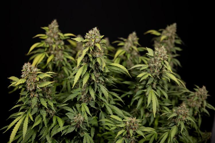 Mimosa 🌾 Auto - Zamnesia x B&B. Week 12 - Mimosa #2 - Main Lining - Harvest Day