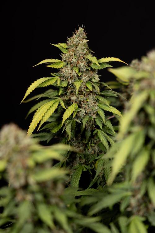 Mimosa 🌾 Auto - Zamnesia x B&B. Week 12 - Mimosa #2 - Main Lining - Harvest Day