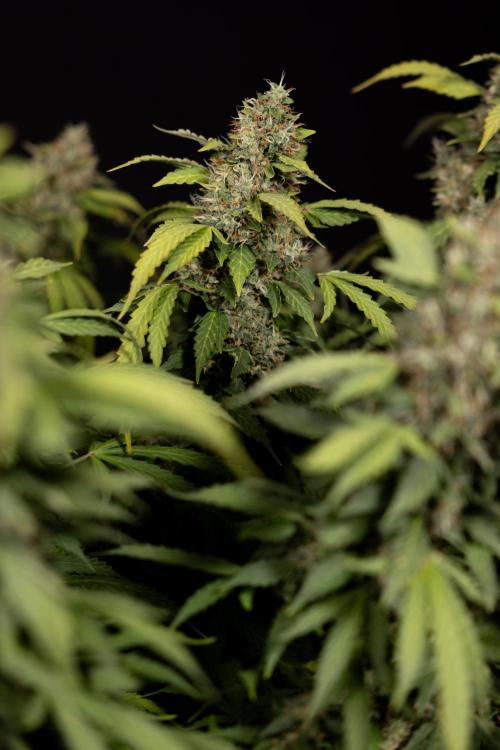 Mimosa 🌾 Auto - Zamnesia x B&B. Week 12 - Mimosa #2 - Main Lining - Harvest Day