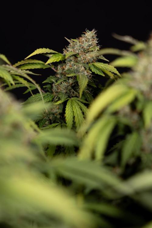 Mimosa 🌾 Auto - Zamnesia x B&B. Week 12 - Mimosa #2 - Main Lining - Harvest Day